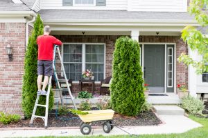 trim trees to prepare for fall